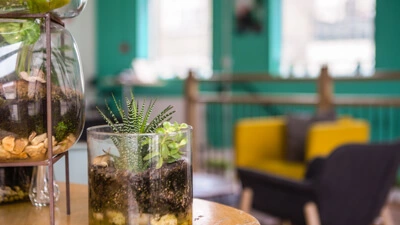 terrariums in the Lounge at Impact Brixton